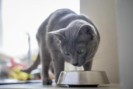 Un gato gris come de su cuenco