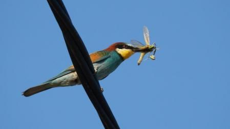El abejaruco, a la caza.