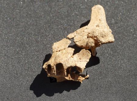 Fósiles humanos hallados en 2022 en la Sima del Elefante de Atapuerca