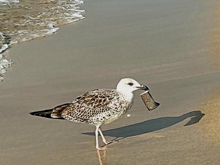 Gaviota con un vaso en la playa de Roses.