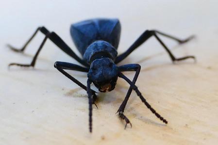 Escarabajo Leptoderis collaris retratado en el monasterio de Pedralbes.