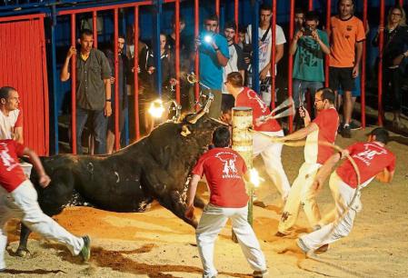 Un dels bous embolats del concurs que va tenir lloc al concurs de Sant Jaume d'Enveja el passat 25 de juny. (horitzontal) Data de publicació: dijous 28 de juliol del 2016, 16:24 Autor: AnimaNaturalis