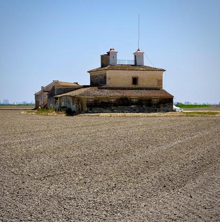 Campos de arroz este mes de junio en Valencia
