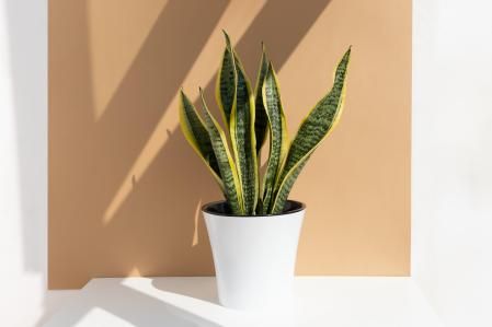 Sansevieria plant in a modern pot on a white table against a beige wall. Home plant Sansevieria trifa in a modern interior. Home decor and gardening concept.