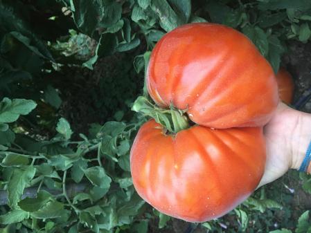 Mano sujeta tomate Huevo de toro
