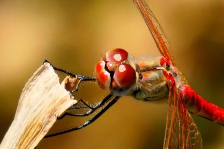 Libélula escarlata.