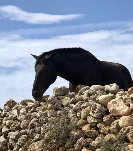 caballos de menorca