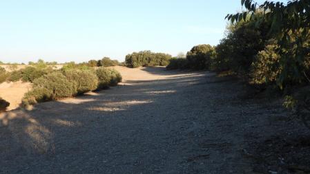 Reto visual: ¿Cuántos conejos hay en esta imagen?