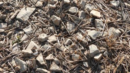 Reto visual: ¿Sabes dónde está la polilla?