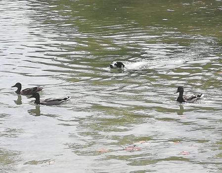 Un perro persigue a los patos nadando en el estanque de los Jardines del Baix Guinardó.