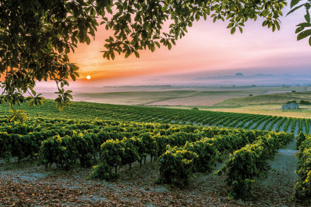 El paisaje de suaves colinas blancas de albariza en los viñedos jerezanos dibujan Marco de Jerez