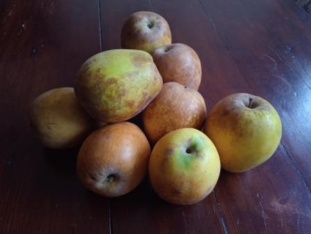 Manzana Perelló, autóctona de la Montaña de Alicante