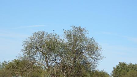 Reto visual:¿Cuántas golondrinas puedes ver?