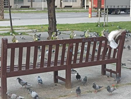 Cotorras comiendo pan en un banco perfectamente alineadas.