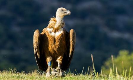 Buitre leonado en Orís.