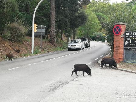 Coches parados ante un grupo de jabalíes en Collserola.