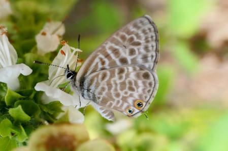 Leptotes pirithous hembra.