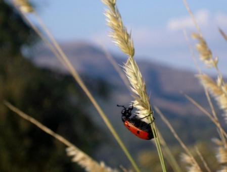 Mariquita eclipsando al Montcau.