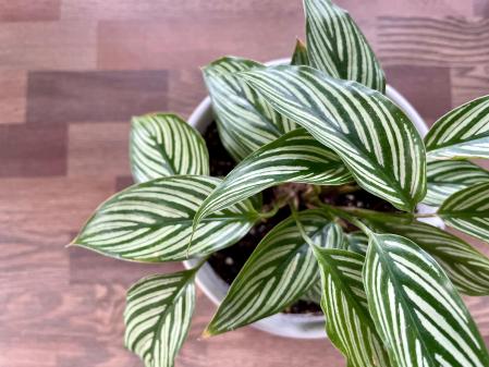 Planta Calathea
