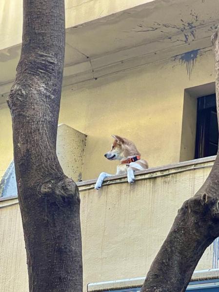 El perro chismoso del barrio de Gràcia.