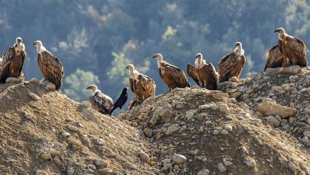 Un cuervo intruso entre los buitres de Orís.