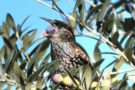Estornino zampándose una aceituna.