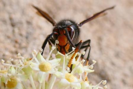 Avispa asiática.