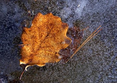 Helada en Castellterçol.