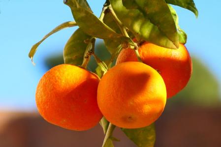 Naranjas del monasterio de Pedralbes.