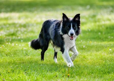 Border collie  .