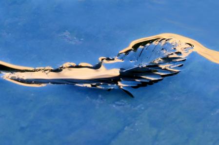 La pluma de una paloma reposando en el agua.