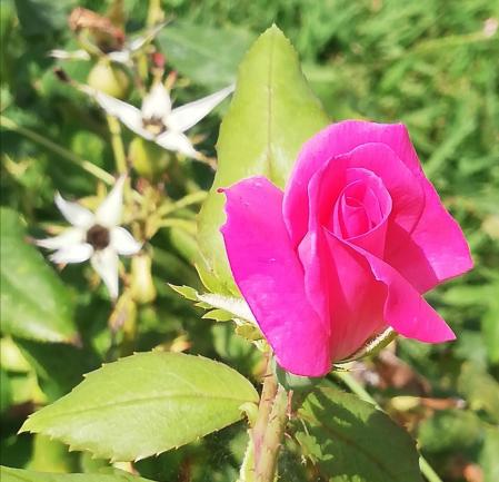 Rosal del parque de Cervantes de Barcelona.
