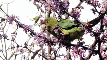 Cotorra saboreando la primavera.