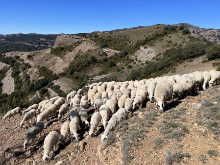 Rebaño de ovejas en el Pallars Jussà