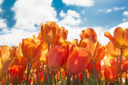 Los bulbos de tulipán, de los cuales salen estas flores, se utilizaron durante la Segunda Guerra Mundial como alimento