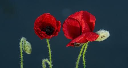 Amapolas con el rocío de la primavera.