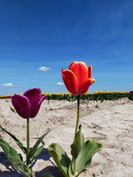 Tulipanes en Den Bommel.