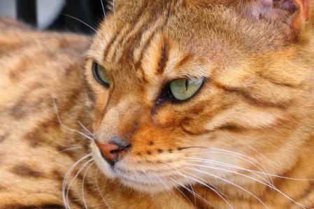 Gato de Bengala en el huerto del monasterio de Pedralbes de Barcelona.