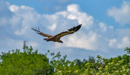 Buitre volando entre los cumulonimbos en Orís.