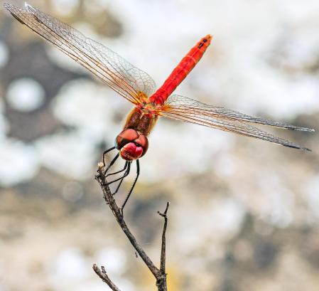 La mirada de la libélula roja.