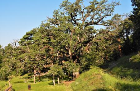 Roure de la Senyora.