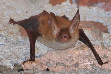 Murciélagos en Vilanova de Sau.