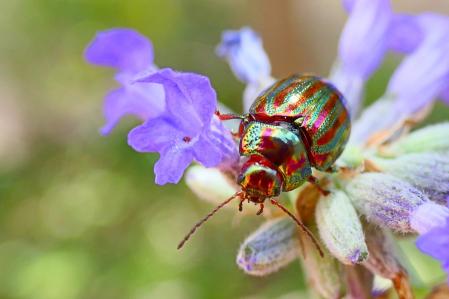 Escarabajo del romero posado en la flor de lavanda.