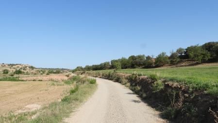 Reto visual: ¿Eres capaz de ver a la paloma?