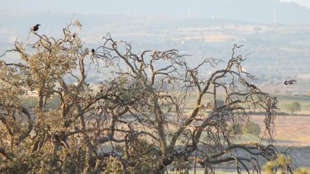 Reto visual: ¿Eres capaz de encontrar a los 7 pájaros de la fotografía?