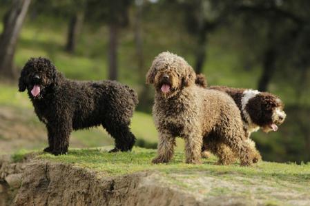Los perros ya no podrán exhibirse en los escaparates de las tiendas.