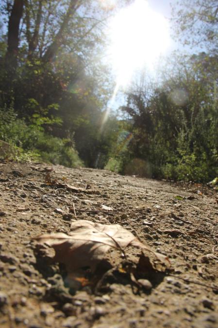 Otoño seco en Collserola.