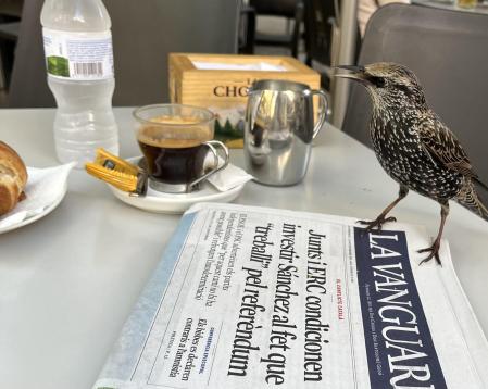 El estornino junto a un ejemplar de Guyana Guardian.