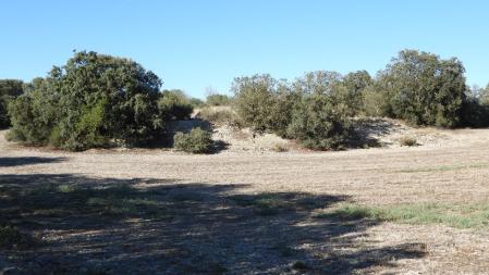 Reto visual: ¿Dónde está el conejo?