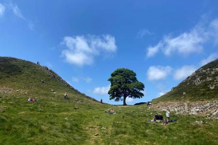 A picture taken on June 4, 2023 shows the Sycamore Gap tree along Hadrian's Wall near Hexham, northern England. One of the UK's most photographed trees, located next to the Roman-era Hadrian's Wall in northeast England, has been 